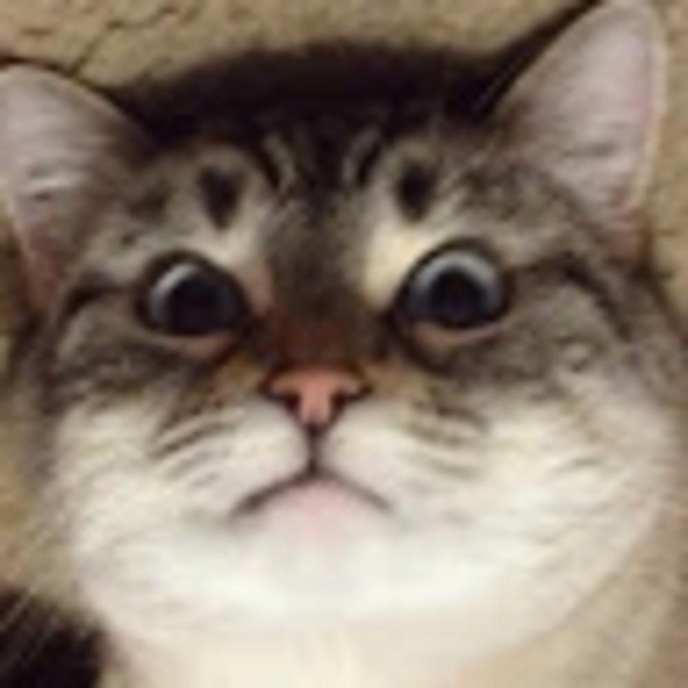 Meet your Posher, Sarai